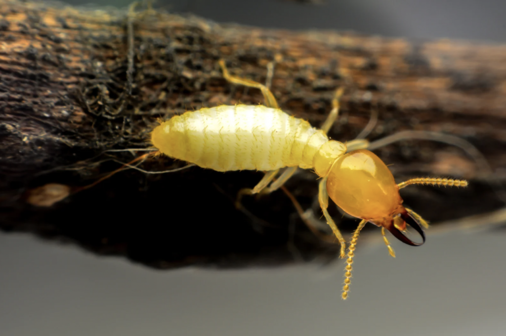 Can You Still Live in a House with Termites?